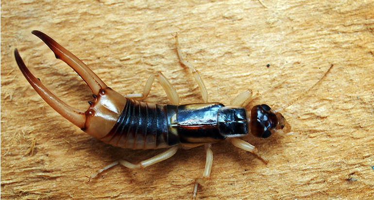 Keep Earwigs Away From Your Home: Natural Solutions That Work