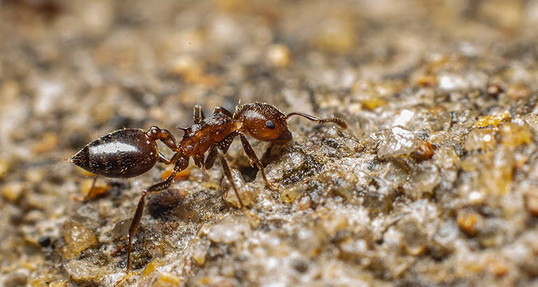 Prevent Ant Infestations with Effective Home Maintenance Tips from Bee Smart Pest Control