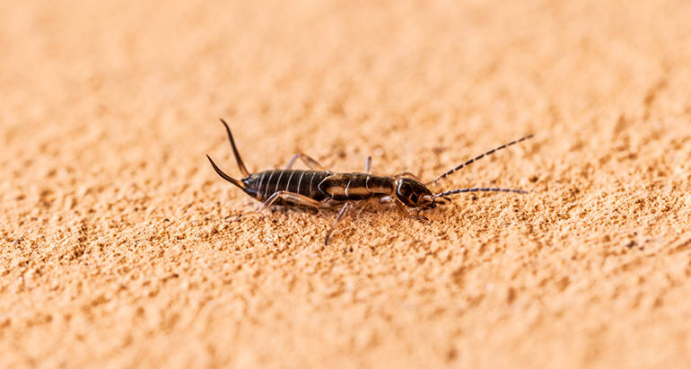 Protect Your Home from Earwig Infestations: What You Need to Know
