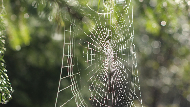 Identifying Common Household Spiders Know Your Homes Eight Legged Inhabitants Bee Smart Pest 0934