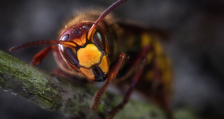 The Life Cycle of Wasps: Understanding Wasp Behavior for Effective Pest Management