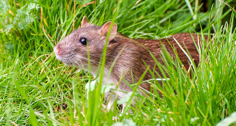 Rodent-Proof Your Home with Effective Strategies for Prevention and Control