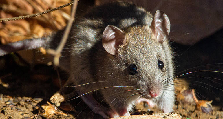 Rodent-Proofing Your Home | Practical Prevention Techniques and Tips