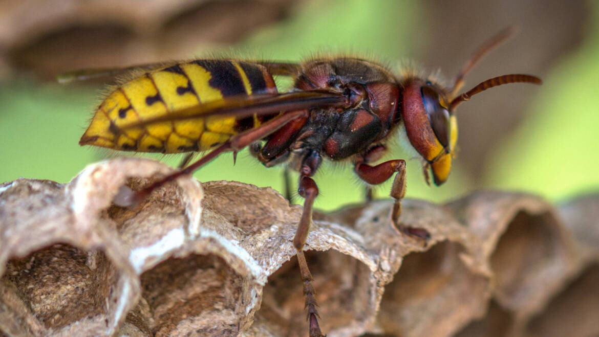 The Dangers of DIY Wasp Nest Removal: Getting Expert Guidance from Bee Smart Pest Control