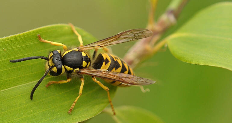 Expert Solutions to Safeguard Your Home from Paper Wasp Infestations