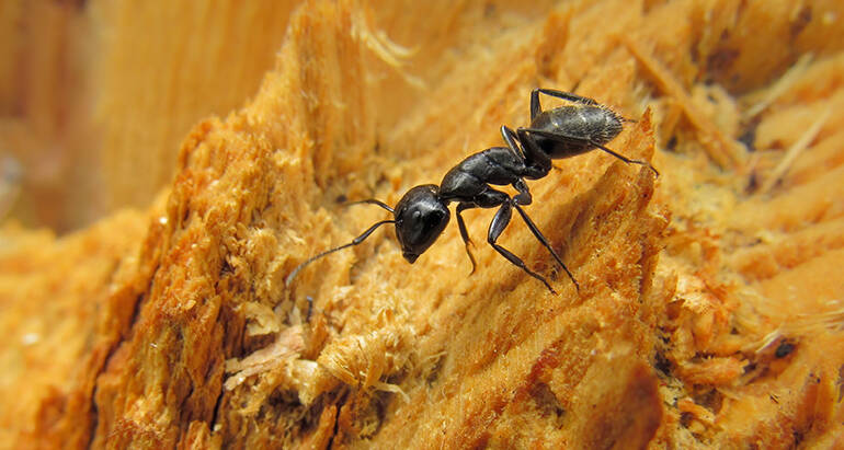 Protecting Your Home from Carpenter Ant Damage: Expert Advice from Bee Smart Pest Control