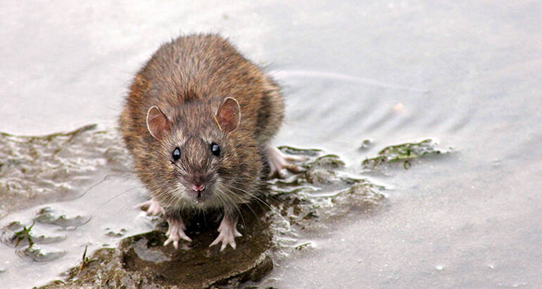 Rodent-Proofing Your Home: Expert Tips for Preventing and Eliminating Rodent Infestations