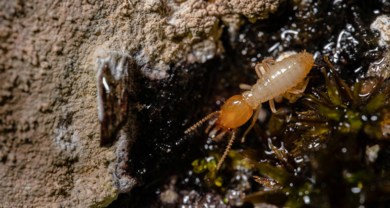Termites vs. Carpenter Ants: Identifying and Addressing Wood-Damaging Pests