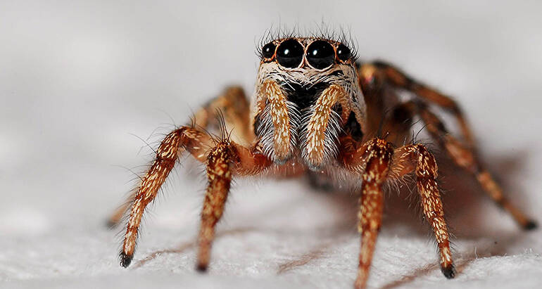 The Ultimate Guide to Prevent Spider Invasions in Your Home