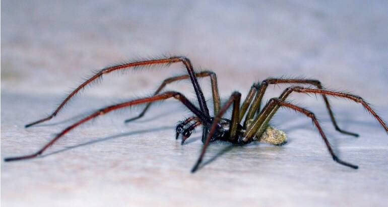 Identifying Common Home Spiders: A Pest Control Perspective