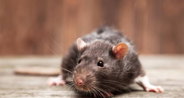 Rodent Proofing Your Home: Expert Tips to Keep Rats and Mice at Bay