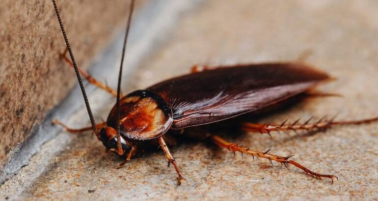 Spring Into Action: Roach Pest Control Strategies for Brighton, CO Residents