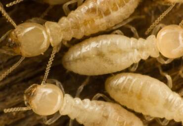 A Guide for Termite Pest Control in Brighton, CO