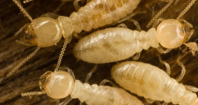 A Guide for Termite Pest Control in Brighton, CO