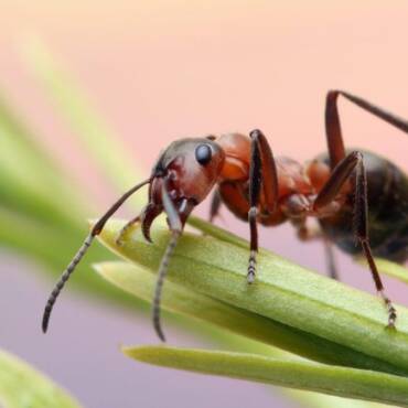 Ants Pest Control in Brighton CO: Understanding Ants and Their Behavior