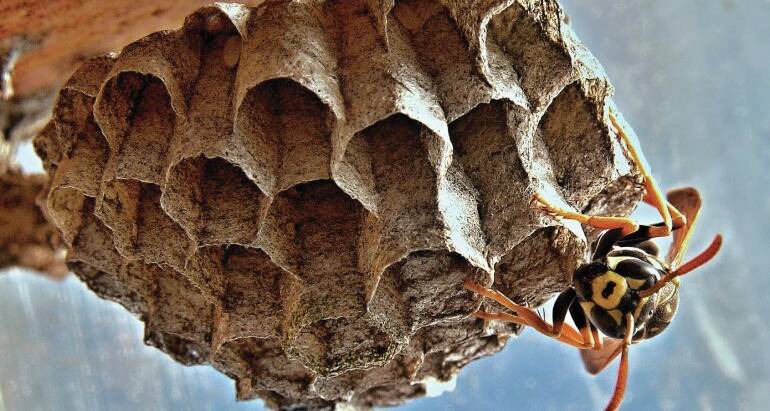Your Complete Guide for Hornets Nest Removal and Prevention