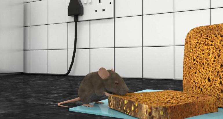 The Hidden Dangers of Rats in Your Home and How to Avoid Them
