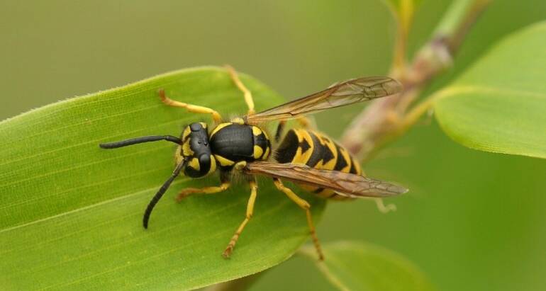 Effective Pest Control for Wasps: Safeguard Your Home in Brighton CO