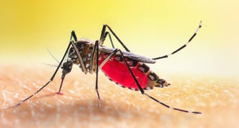Top Mosquito Pest Control Tips for a Bug-Free Summer in Brighton CO