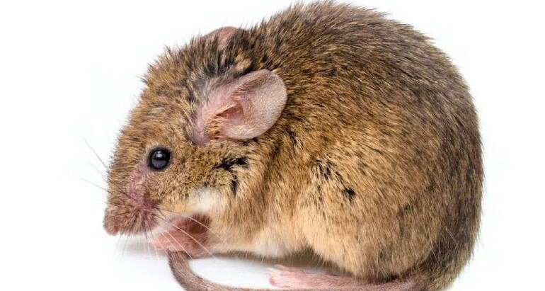 What Attracts Mice to Your Home and How to Keep Them Away